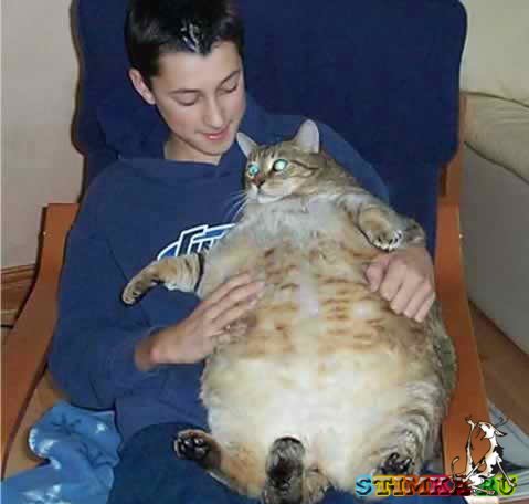 Толстые коты