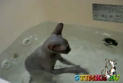 Кошка сама купается! Видео