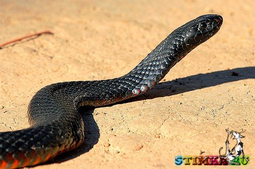 Семь самых опасных ядовитых змей планеты 