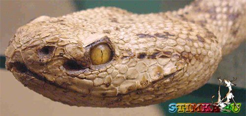 Семь самых опасных ядовитых змей планеты 
