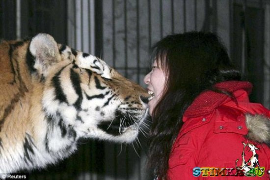 Укуси тигра за нос! Фото