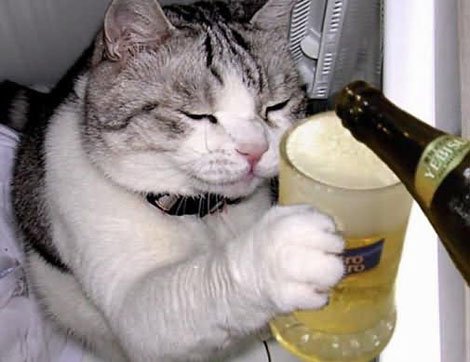 Коты и пиво
