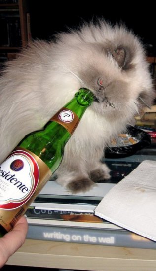 Коты и пиво
