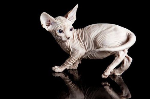 Кошки породы Сфинкс. КрасавцЫ