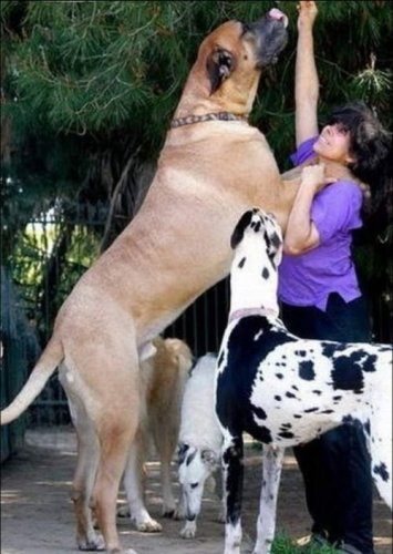 Собаки-гиганты
