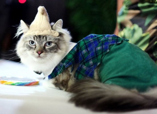 Выставка кошек на Algonquin Cat Fashion Show 2010