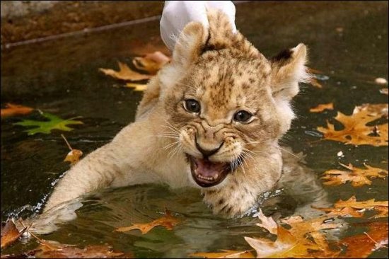 Плавающие львята