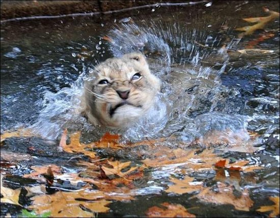 Плавающие львята