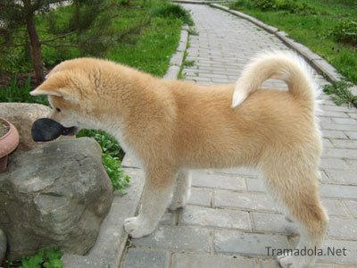 Порода собак Акита Ину  и все о ней