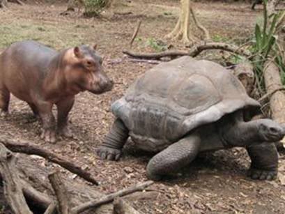 100 - летняя черепаха усыновила бегемота