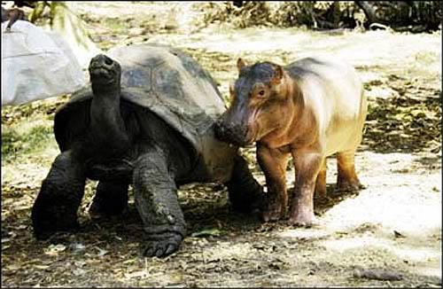 100 - летняя черепаха усыновила бегемота
