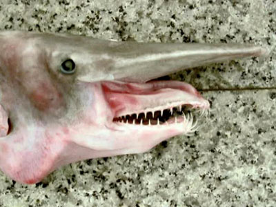 В Севастополе поймали акулу из Тихого океана