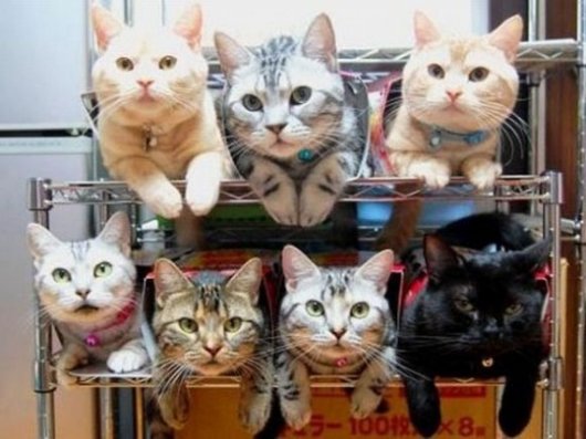 Организованные коты
