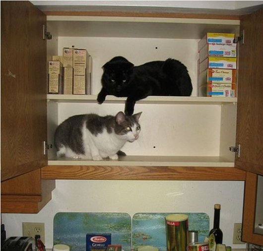 Организованные коты