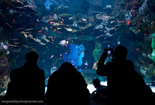 Самый большой в мире аквариум