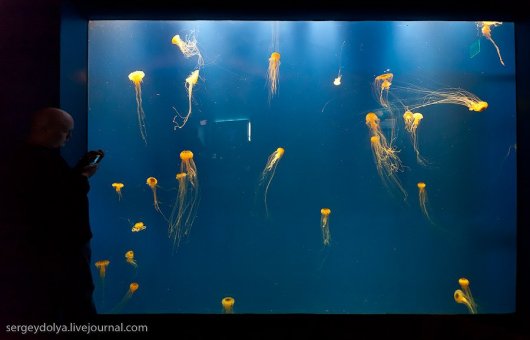 Самый большой в мире аквариум