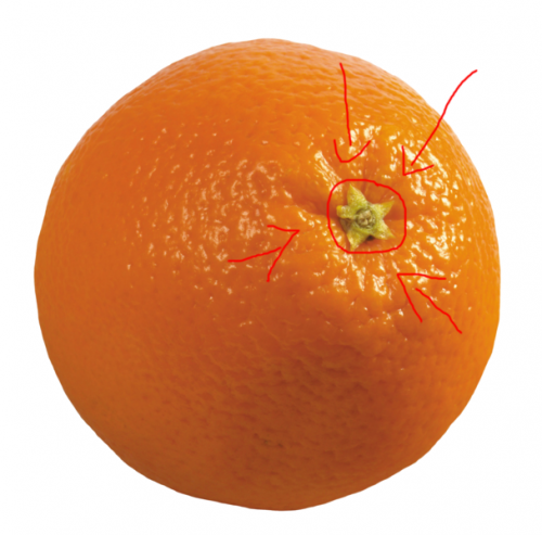 Сколько долек в апельсине?
