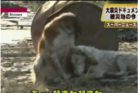 Видео из Японии о преданном псе, охраняющем своего раненого друга