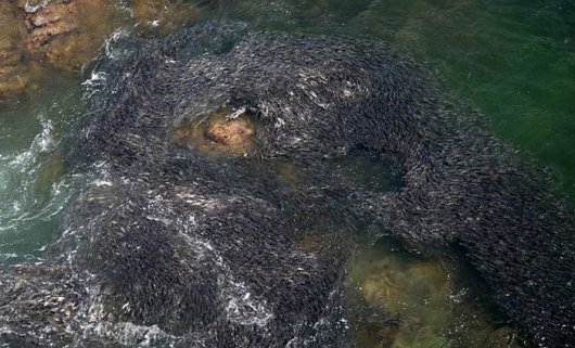 Миллионы рыб на пляжах Акапулько