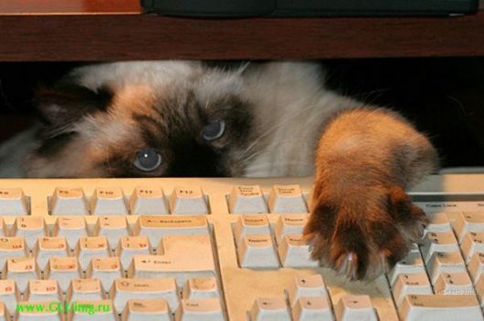 Клавиатурные коты