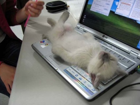 Клавиатурные коты