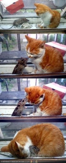 Нежная дружба животных