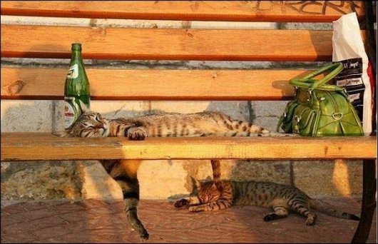 Коты на расслабоне