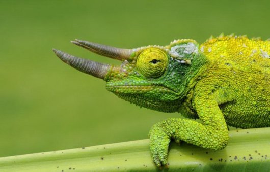 Красивые фотографии животных и насекомых