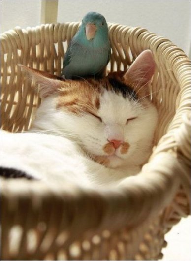 Сонный кот и попугай