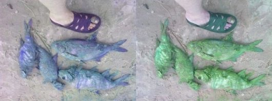 Синяя пена, зеленые рыбы