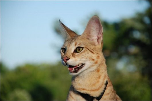 Порода домашних кошек - Саванна и все о ней. Фото, видео