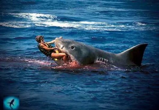 Акулы нападают в Приморье