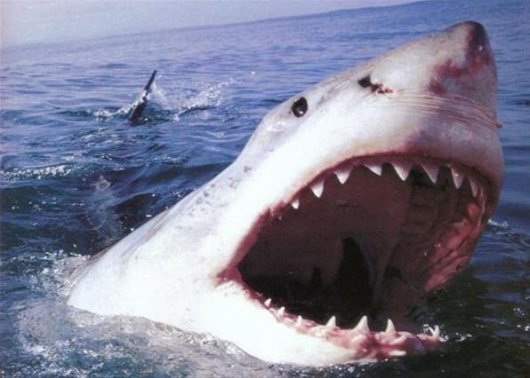 Акулы нападают в Приморье