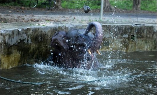 Нелегкая это работа... доставть слона из бассейна