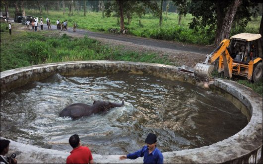 Нелегкая это работа... доставть слона из бассейна