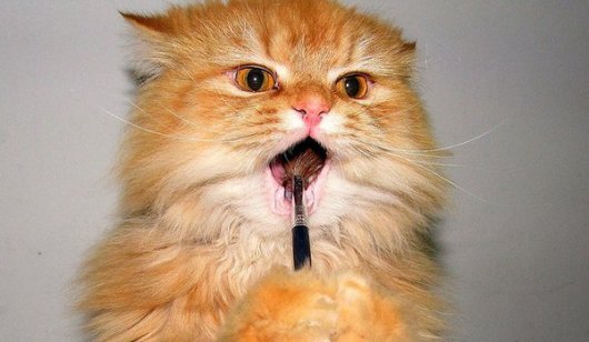 Коты чистят зубы