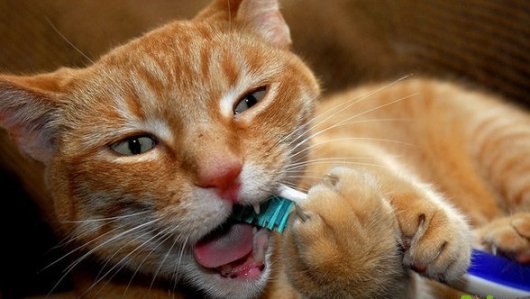 Коты чистят зубы