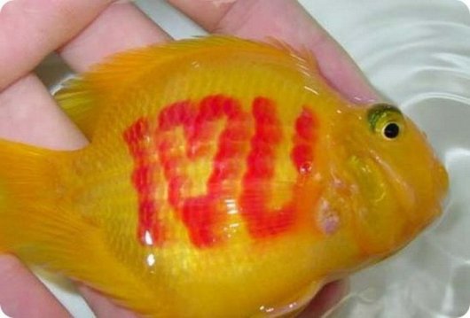 Татуированные рыбки