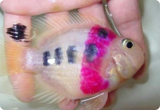 Татуированные рыбки