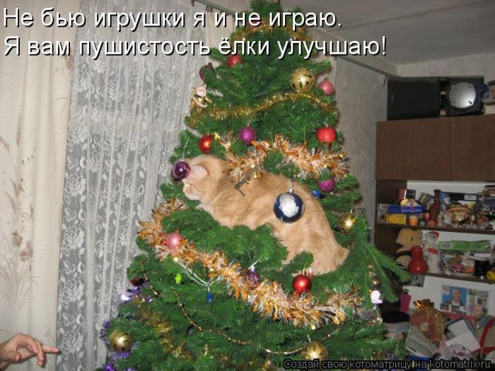 http://stimka.ru/uploads/posts/2012-01/Stimka.ru_1326435778_kotomau6.jpg