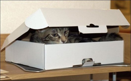 Два кота и коробка