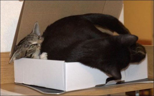 Два кота и коробка