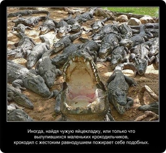 Интересные факты о крокодилах