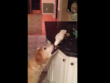 Попугай кормит собаку