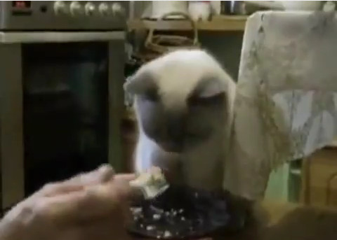 Как кормить кота