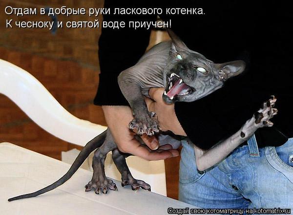 Это мы, коты! Stimka.ru_1357381710_7rt4i0126cis926g