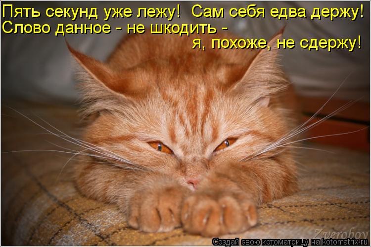 Это мы, коты! Stimka.ru_1361194006_kotomatritsa_wm