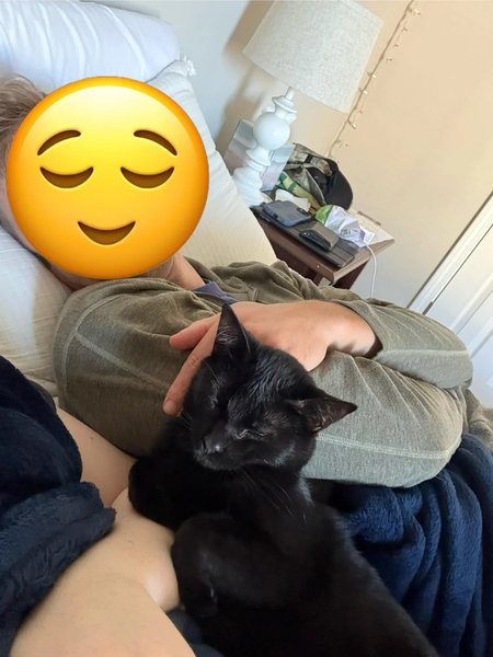 чёрная кошка