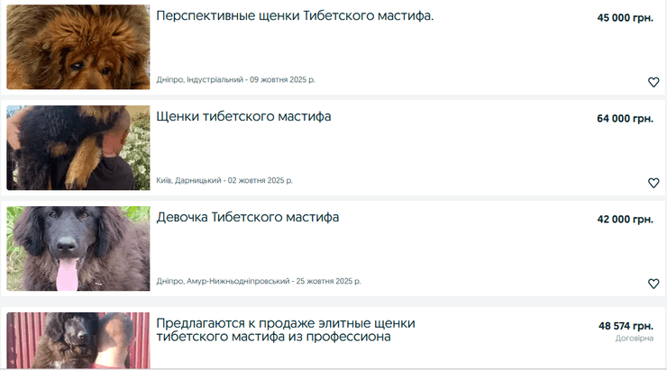 тибетский мастиф украина