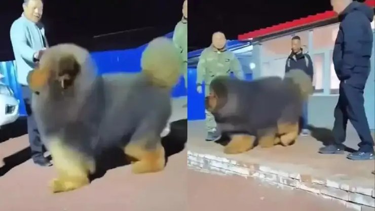 тибетский мастиф